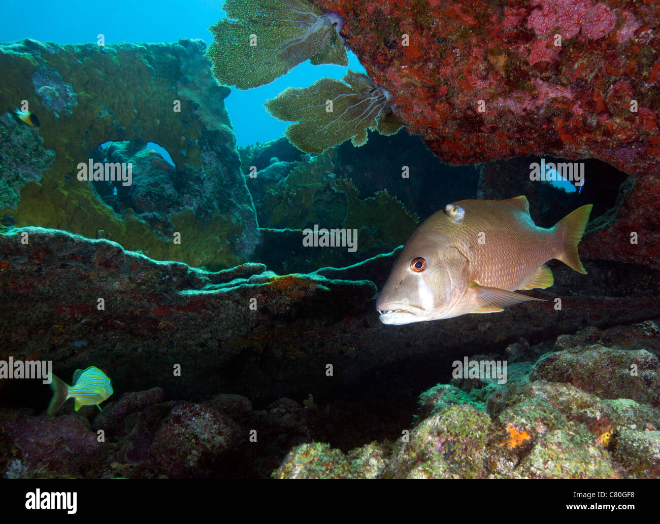A Gray Snapper swims out from under the reef. Stock Photo