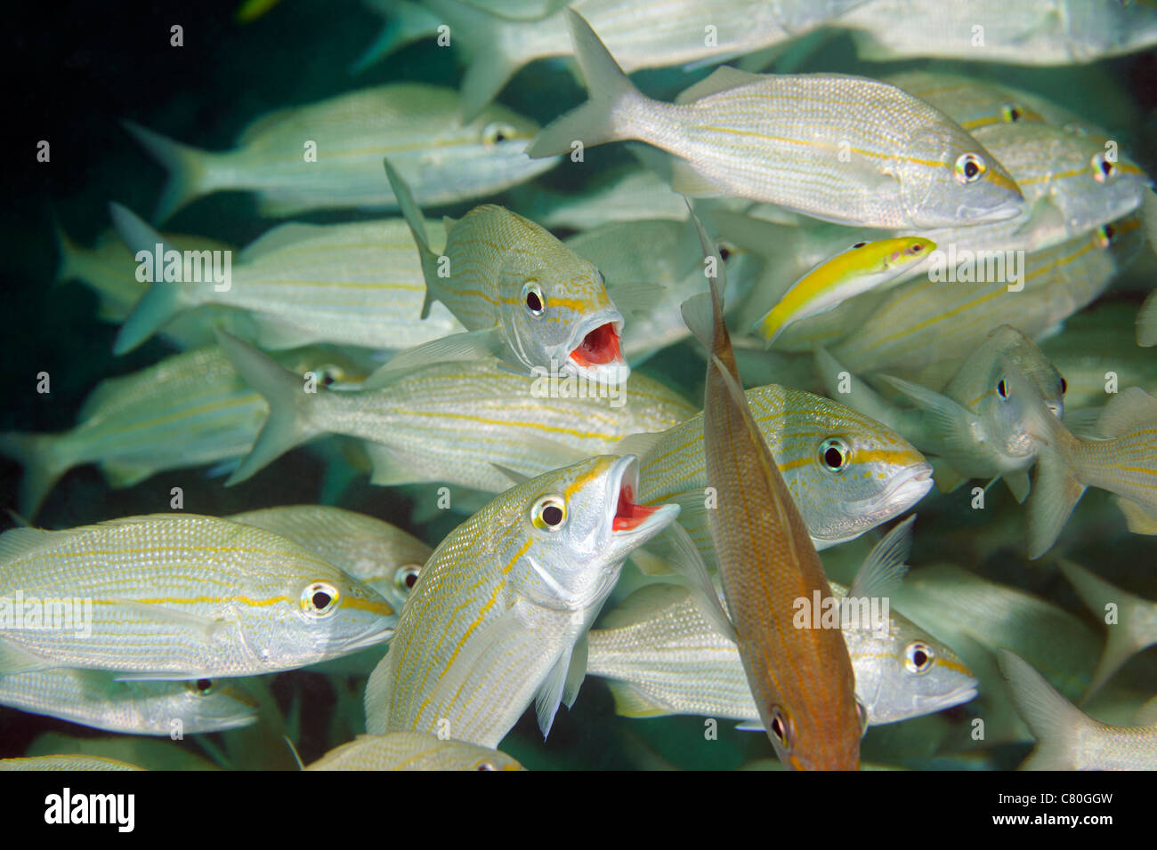 A school of Smallmouth Grunts, Key Largo, Florida. Stock Photo