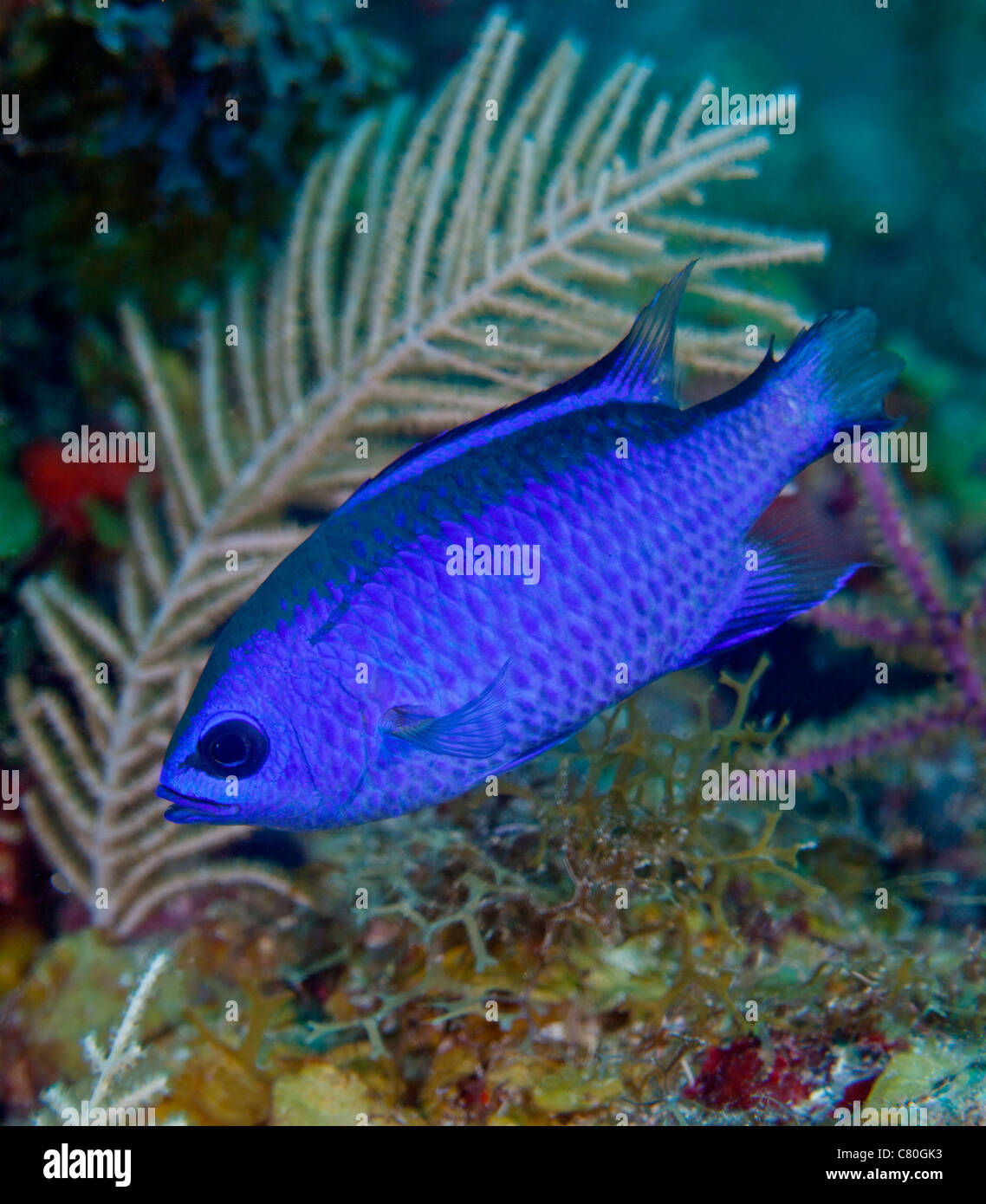 A Blue Chromis swims into the current over a colorful reef. Stock Photo