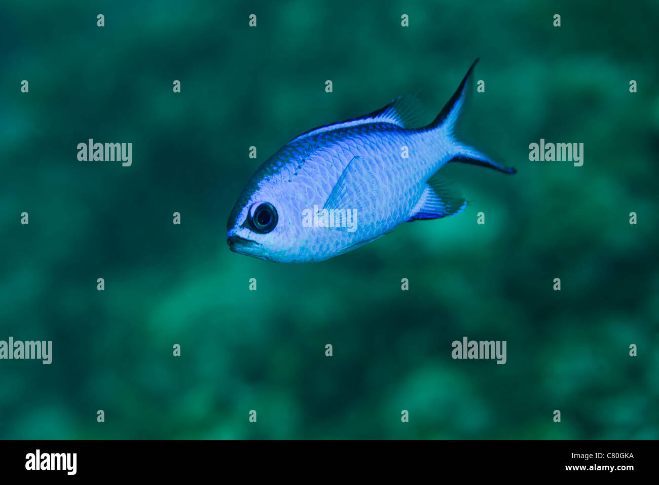 A Blue Hamlet swims in the shallow waters off the coast of Key Largo, Florida. Stock Photo