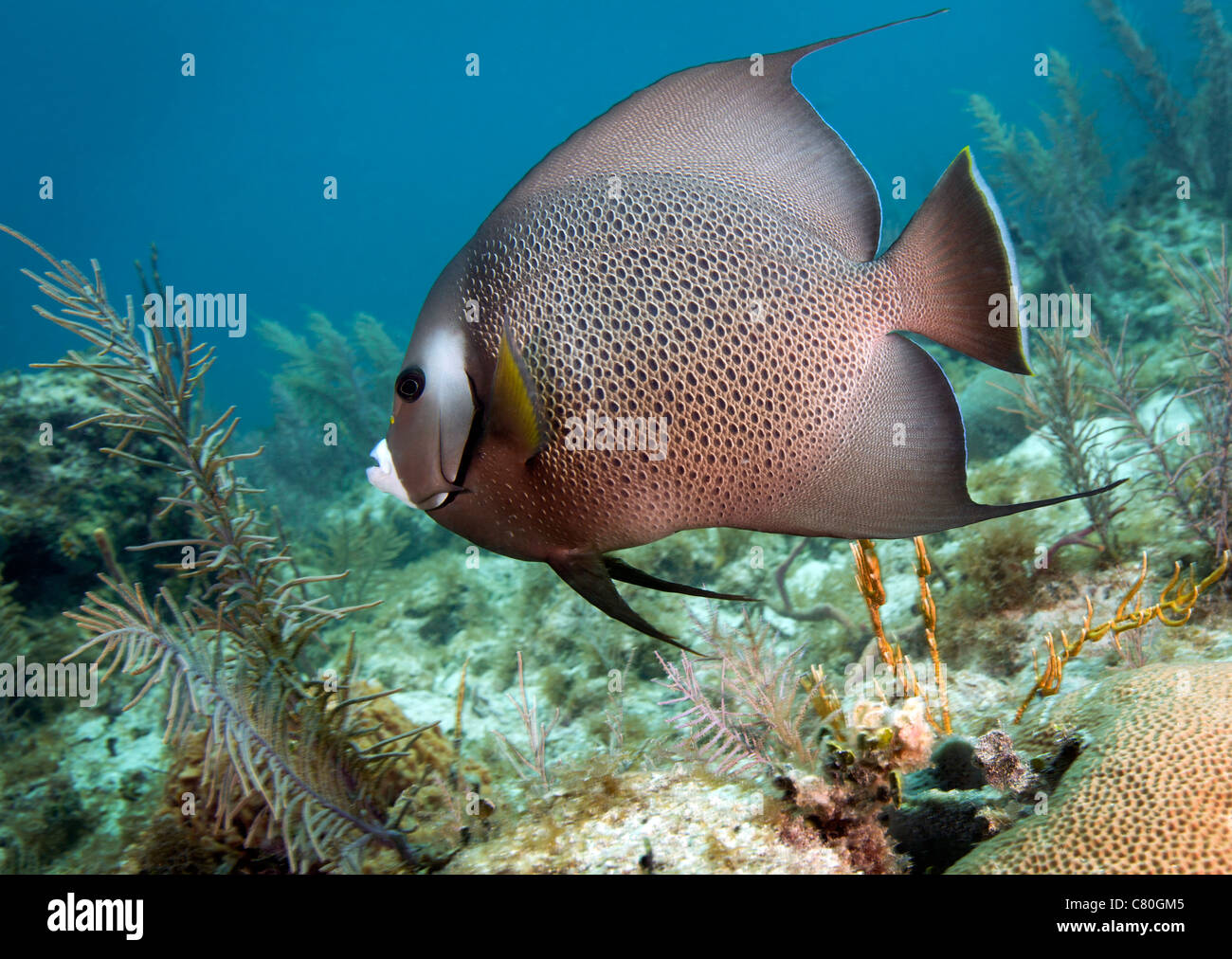 A Gray Angelfish in the shallow waters off the coast of Key Largo, Florida. Stock Photo