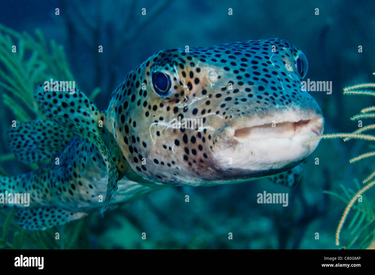 A large spotted pufferfish swims in for a closer look at the photogrpher's camera off the coast of Key Largo, Florida. Stock Photo