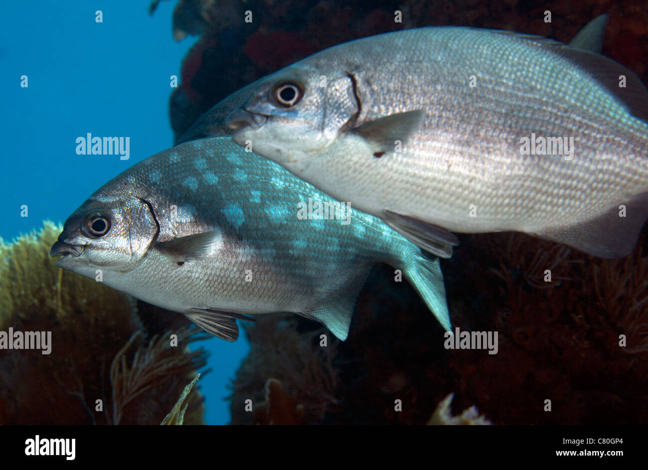 Bermuda chub fish hires stock photography and images Alamy