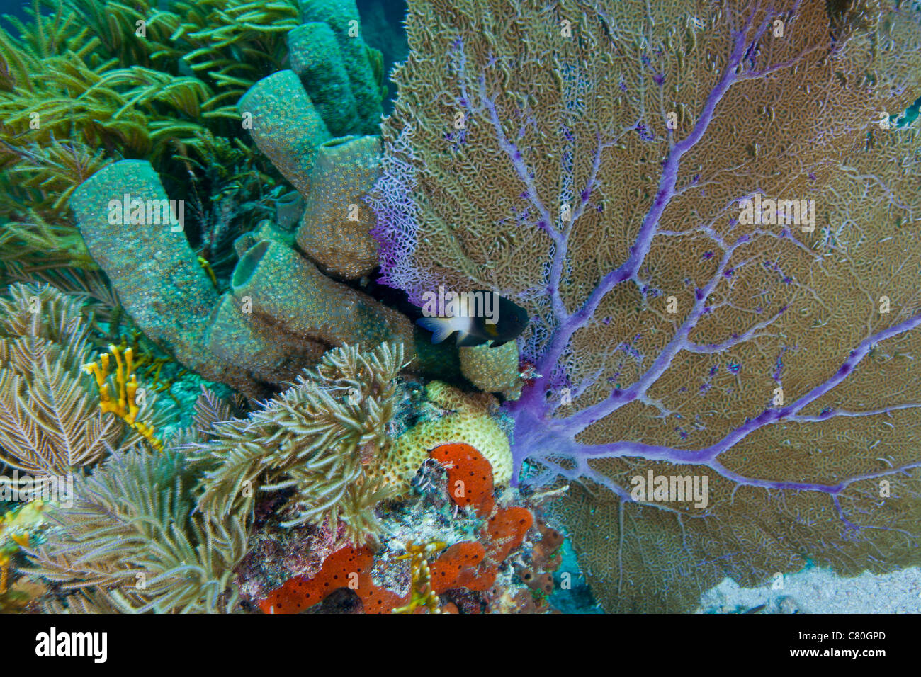 A bi-color damselfish amongst the coral reef, Key Largo, Florida. Stock Photo