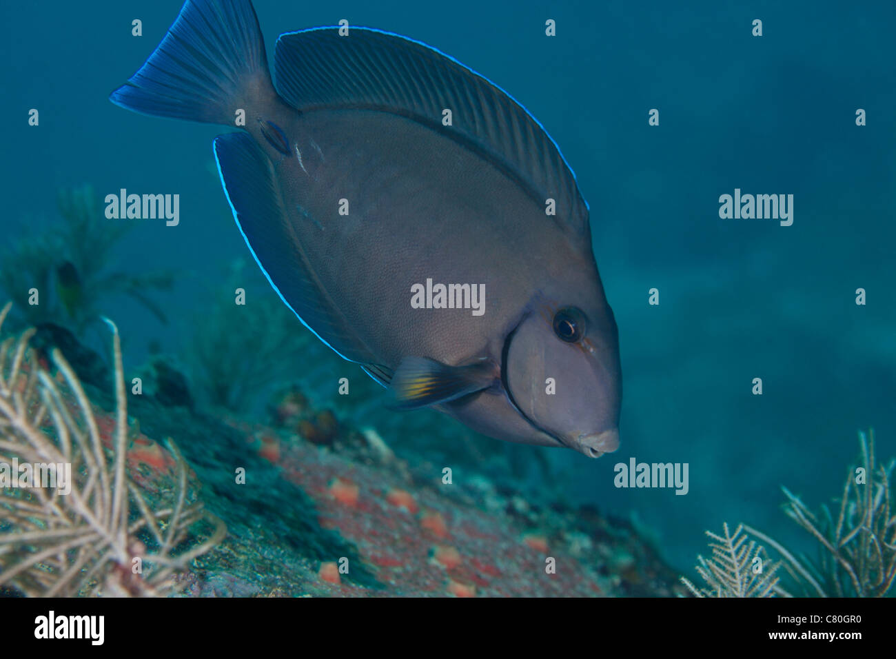 A Blue Tang Surgeonfish, Key Largo, Florida. Stock Photo