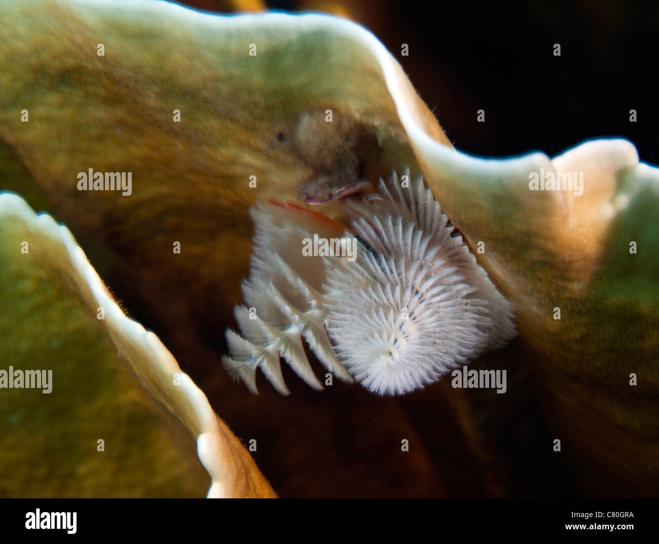 White Christmas Tree Worms, Key Largo, Florida Stock Photo Alamy