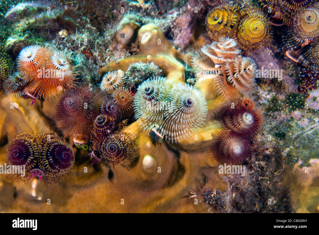 Polychaete hi-res stock photography and images - Alamy