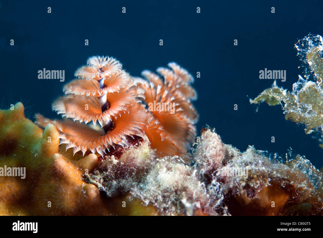 Cose-up view of a Christmas Tree Worm, Key Largo, Florida. Stock Photo
