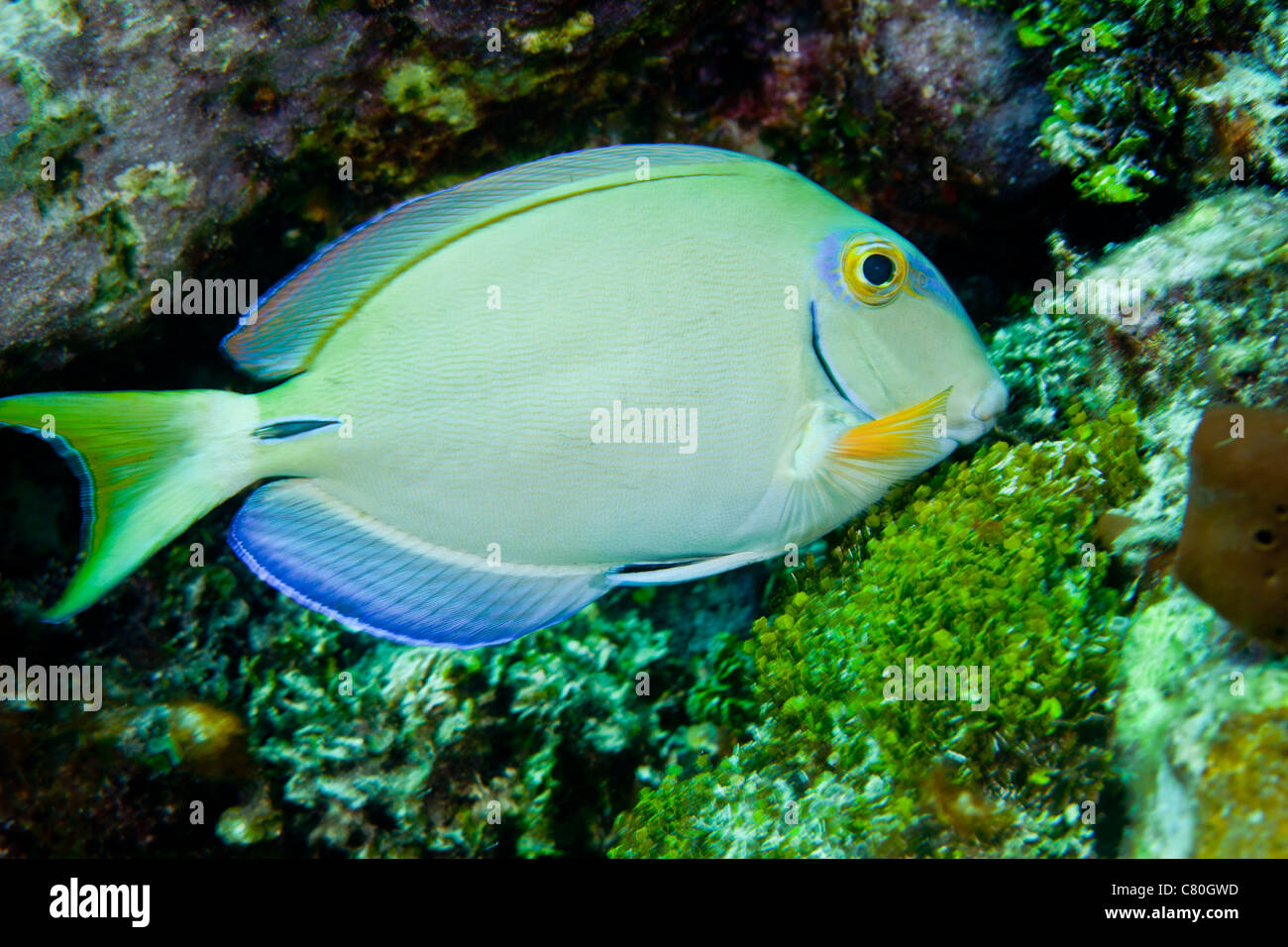 A tang fish eating plant growth off the coast of Key Largo, Florida. Stock Photo