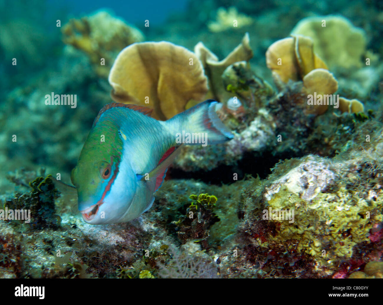 A young Redband Parrotfish, Key Largo, Florida. Stock Photo