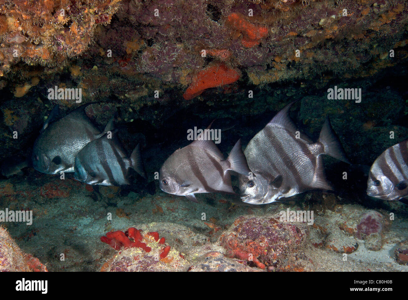 A school of Atlantic Spadefish off the coast of Key Largo, Florida. Stock Photo
