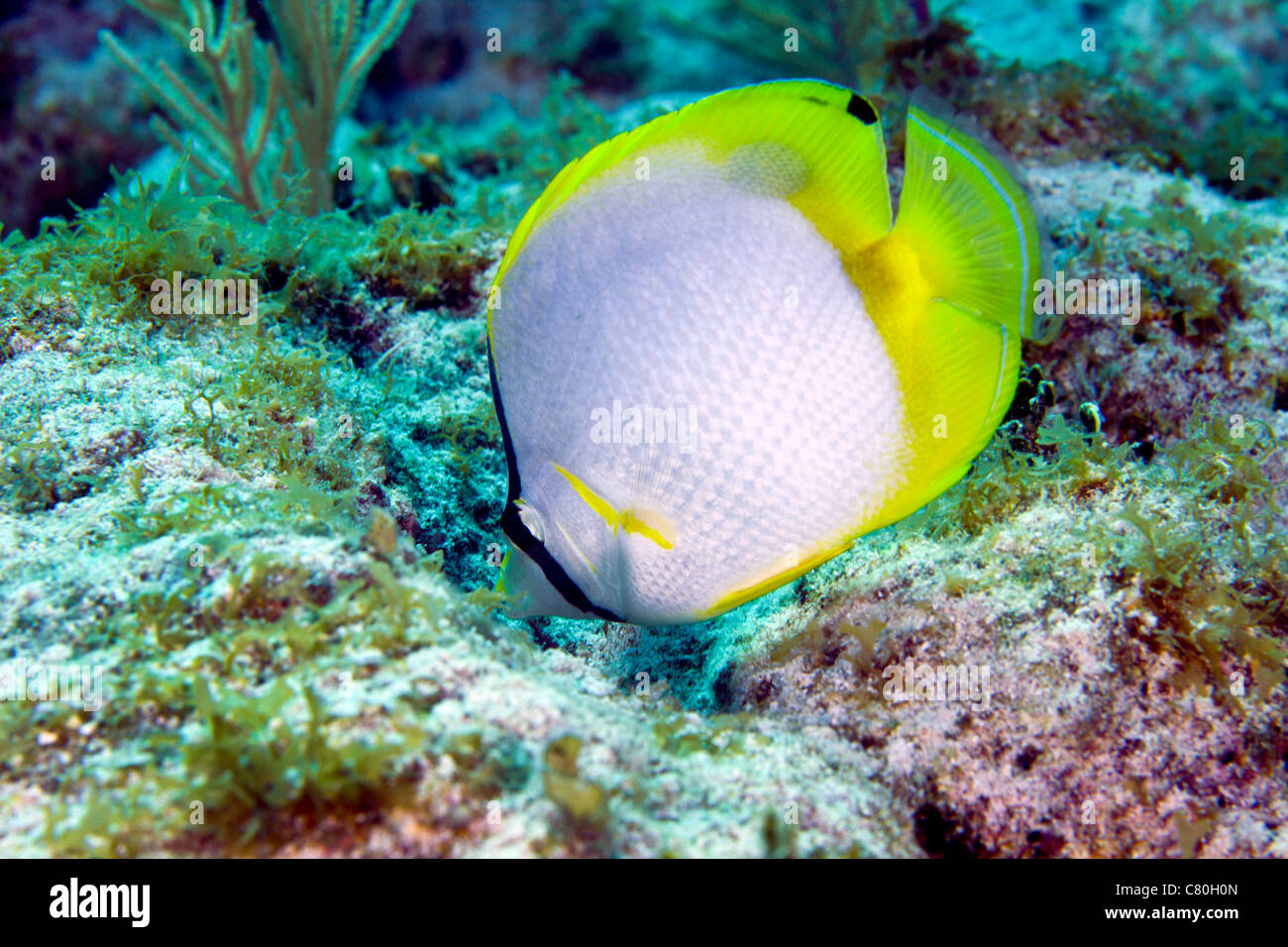 A Spotfin Butterflyfish feeding off the coral reef, Key Largo, Florida. Stock Photo