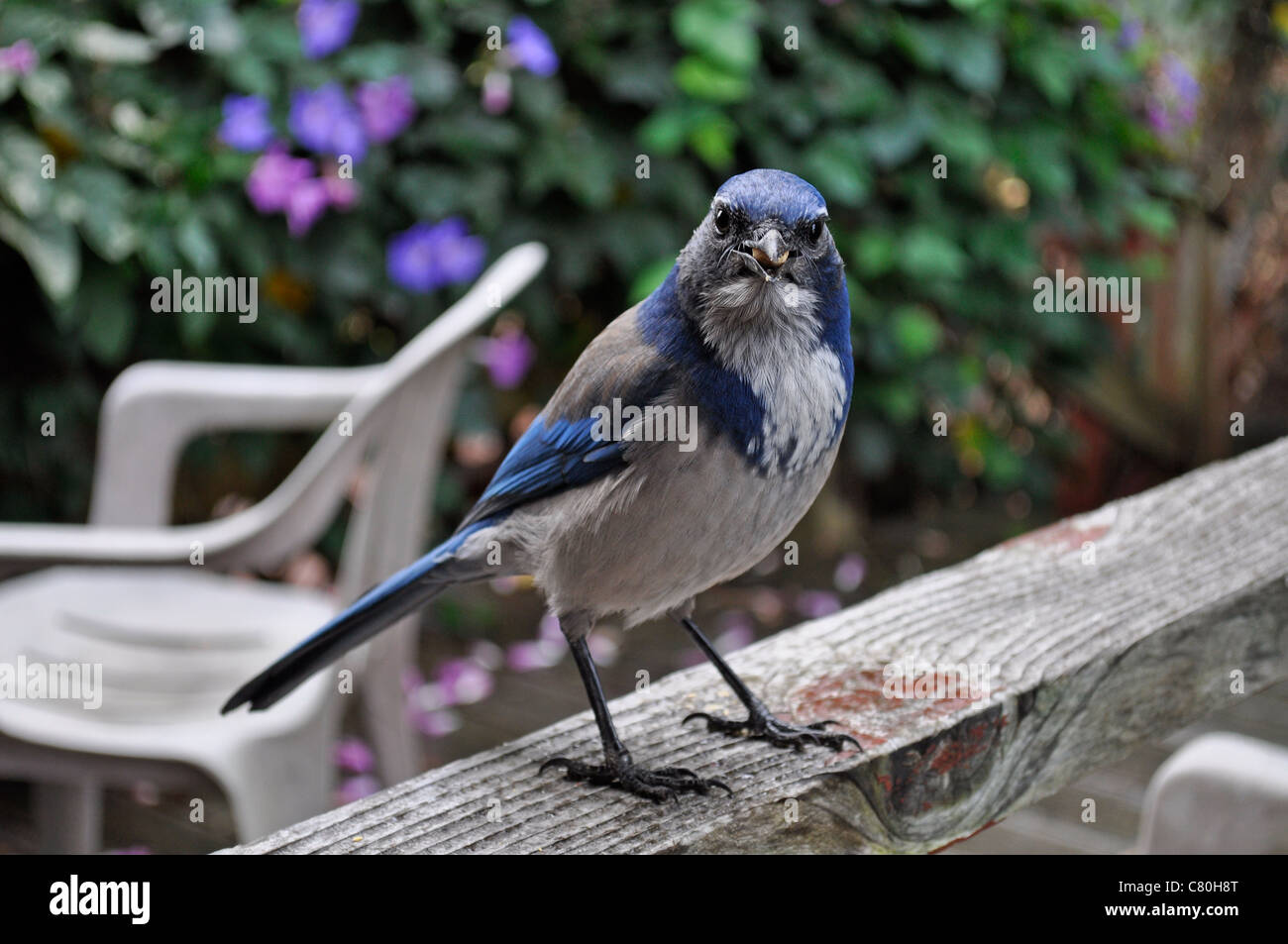 Scrub jay, coerulescens, eats peanut on backyard sundeck
