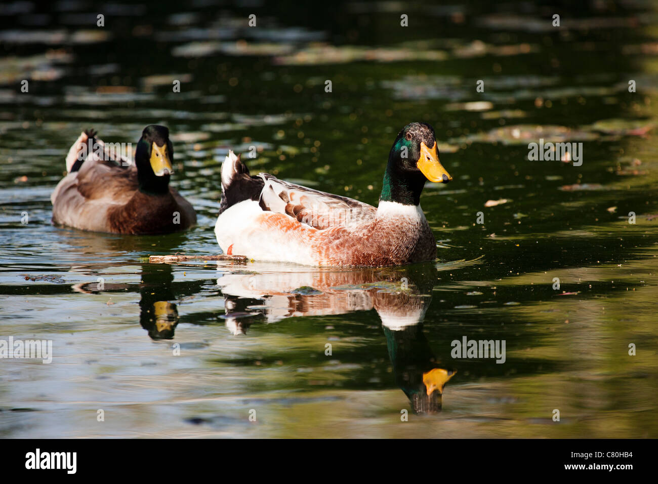 Ducks in a lake Stock Photo - Alamy