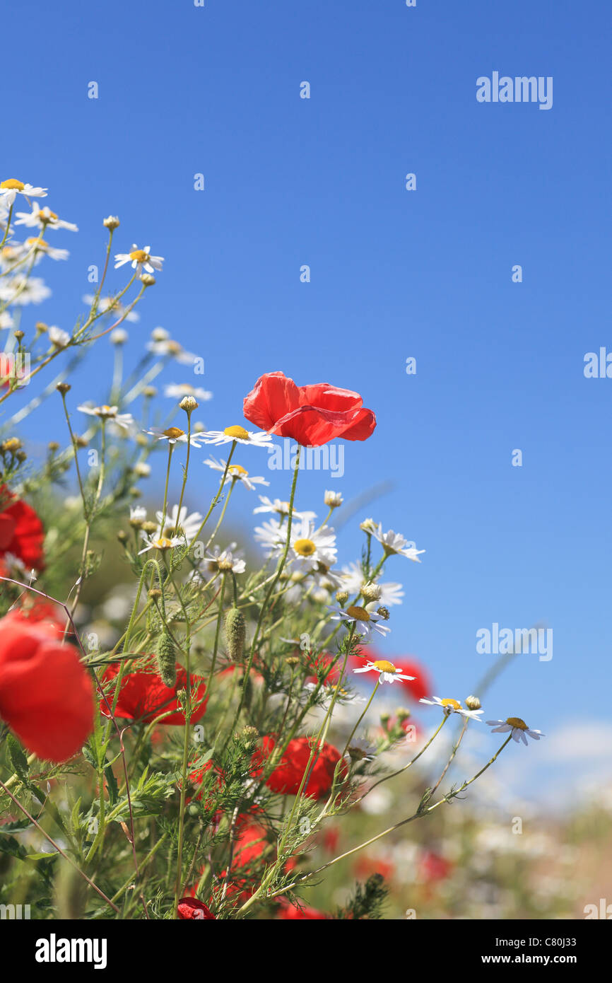 Summer landscape with wheat field and poppies flowers, blue sky Stock ...