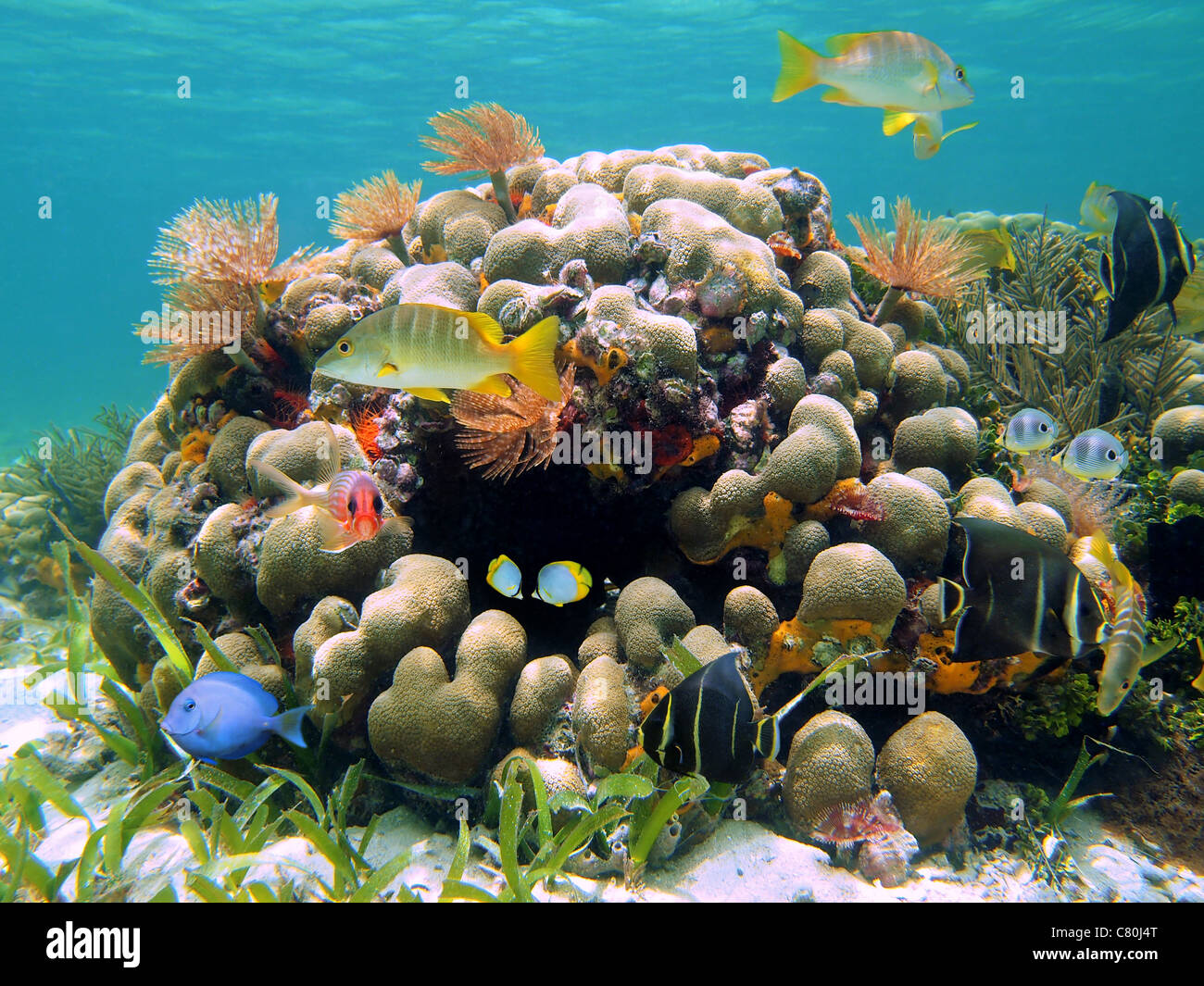 Coral reef with colorful tropical fish and sea worms, Caribbean, Costa Rica Stock Photo