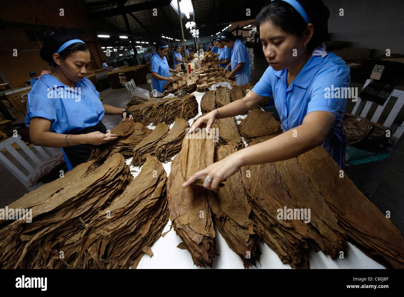 Philippines, Manila, Flor de la Isabela cigar factory Stock Photo