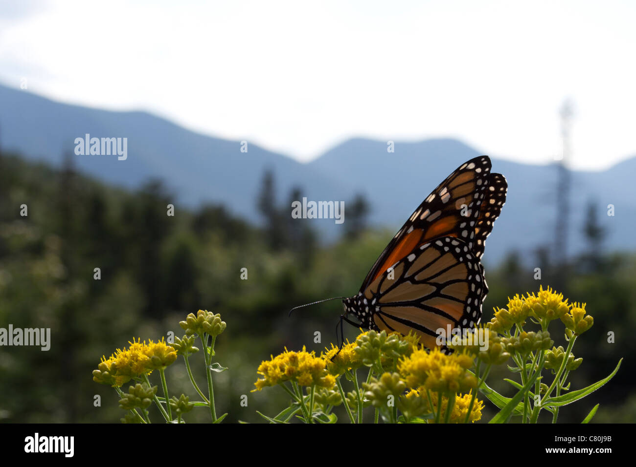 Monarch butterfly perches on yarrow flowers with mountains of New Hampshire behind, USA by Winston Connorton Stock Photo