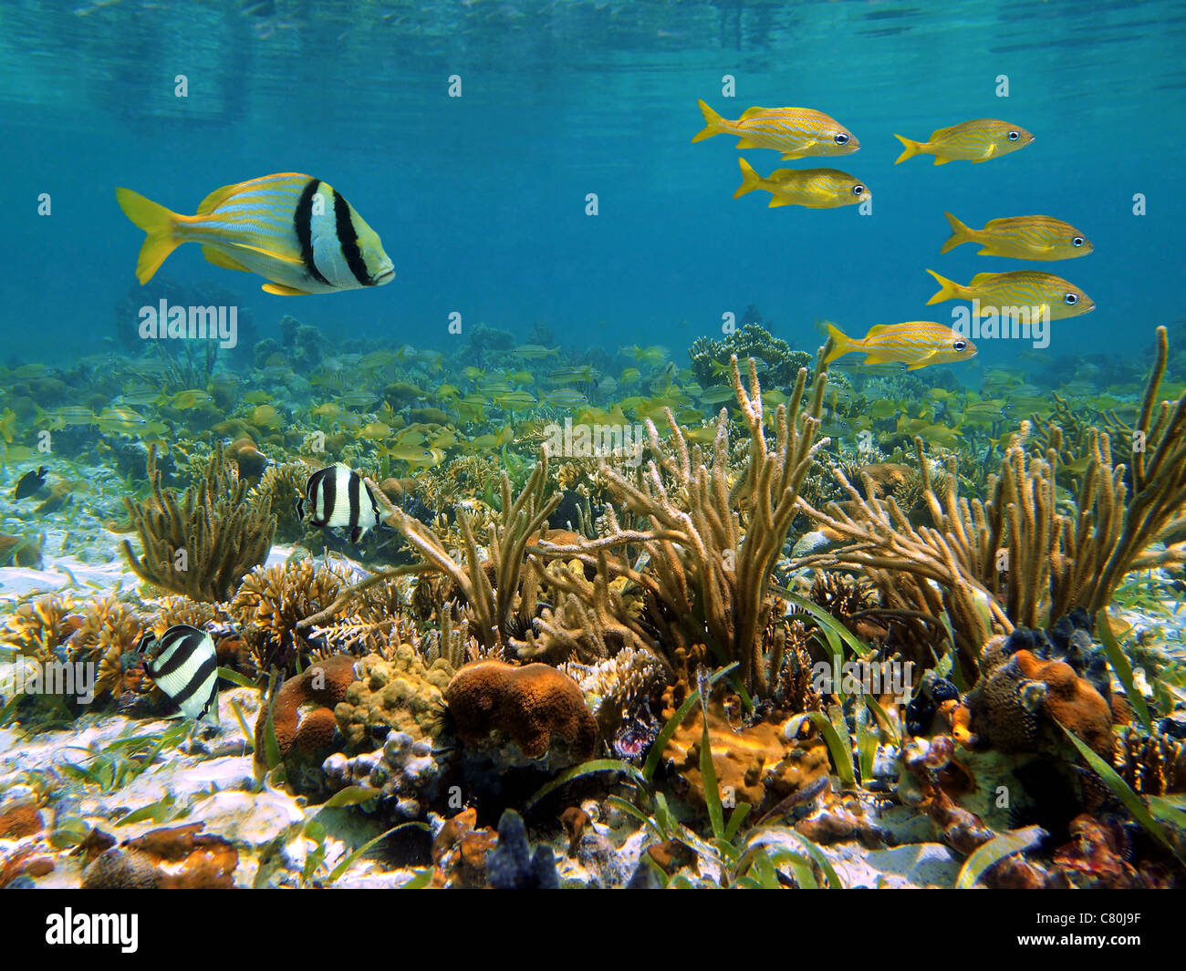 Underwater marine life in a shallow coral reef of the Caribbean sea Stock Photo