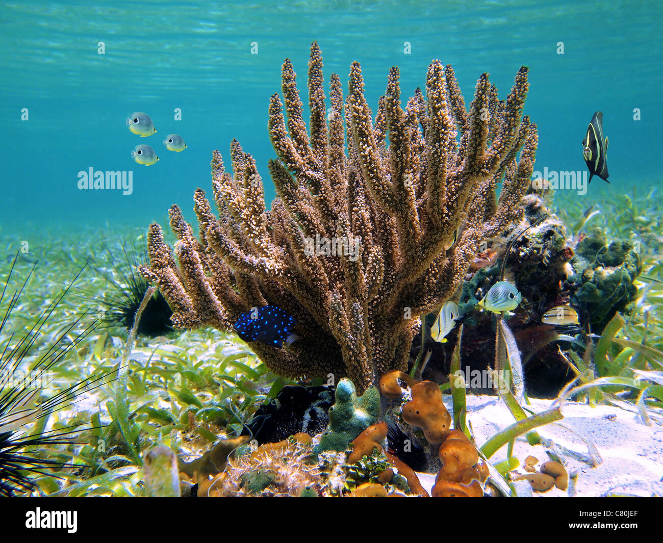 Underwater black sea rod coral and tropical fish in the Caribbean sea, Mayan Riviera, Mexico Stock Photo
