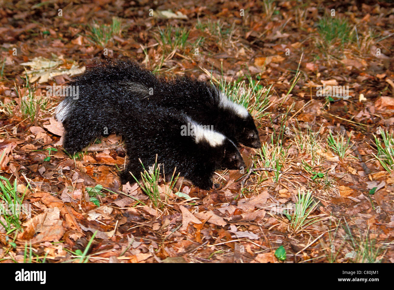 Two baby Striped Skunks, Mephitis mephitis, walking beside each other through the grass of the yard in evening Stock Photo