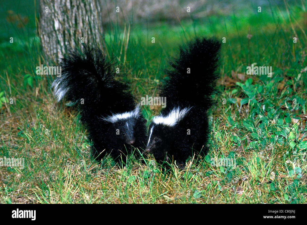 Two mild mannered young Striped skunks, Mephitis mephitis, play together in the back yard, USA Stock Photo