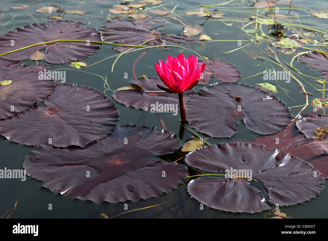 Myanmar inle lake flower hi-res stock photography and images - Alamy