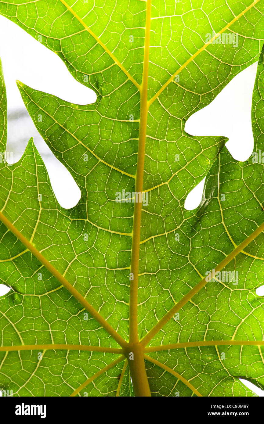 Carica papaya tree leaf Stock Photo