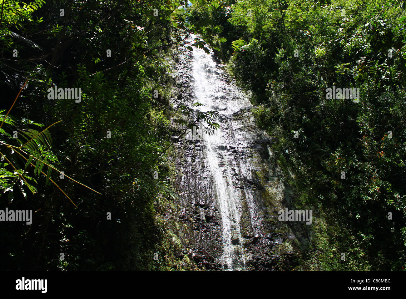 Manoa Falls Stock Photo