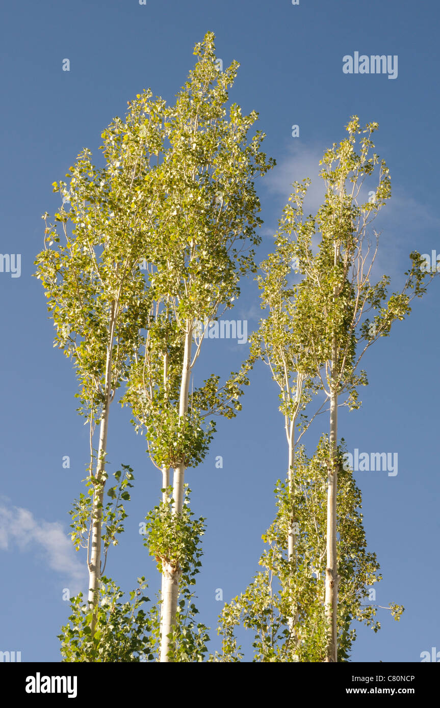 Poplar trees are one of the few trees that grow in Ladakh and are