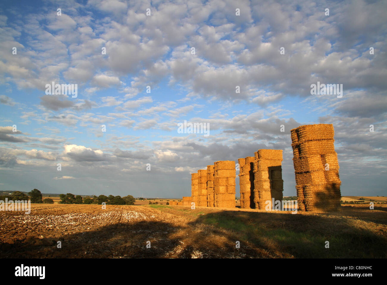 Rectangular bales of straw stacked in evening sun. Stock Photo