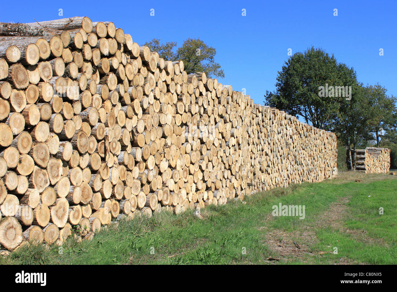 Steres for logs cut in fuel wood for renewable Stock Photo Alamy