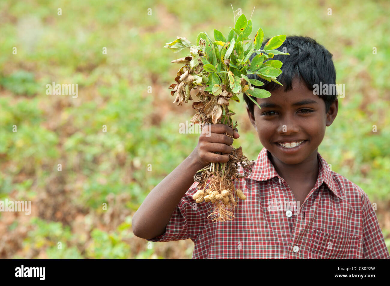 Indian boy holding harvested peanut plants. Andhra Pradesh, India Stock