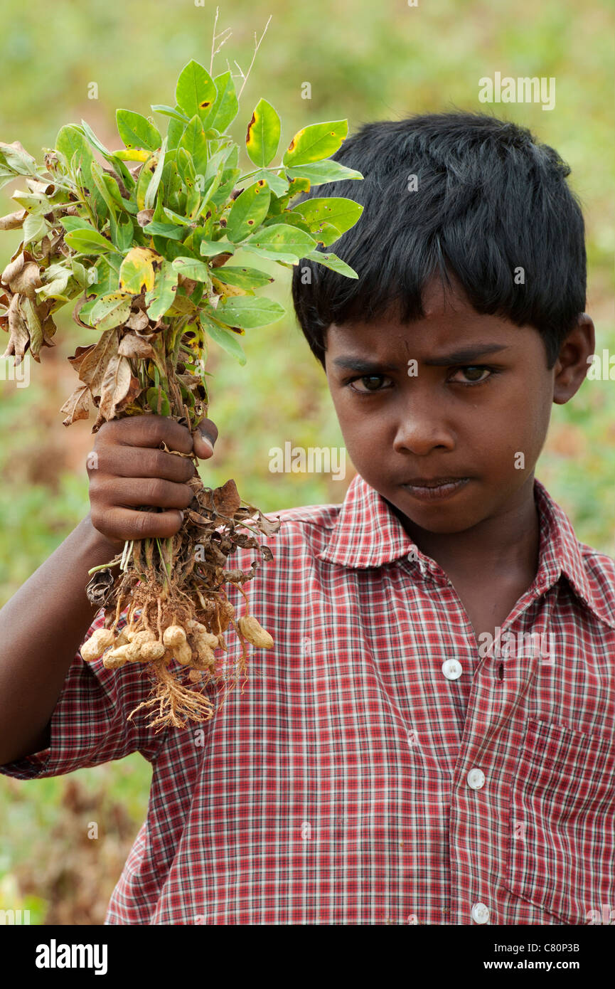 Indian boy holding harvested peanut plants. Andhra Pradesh, India Stock