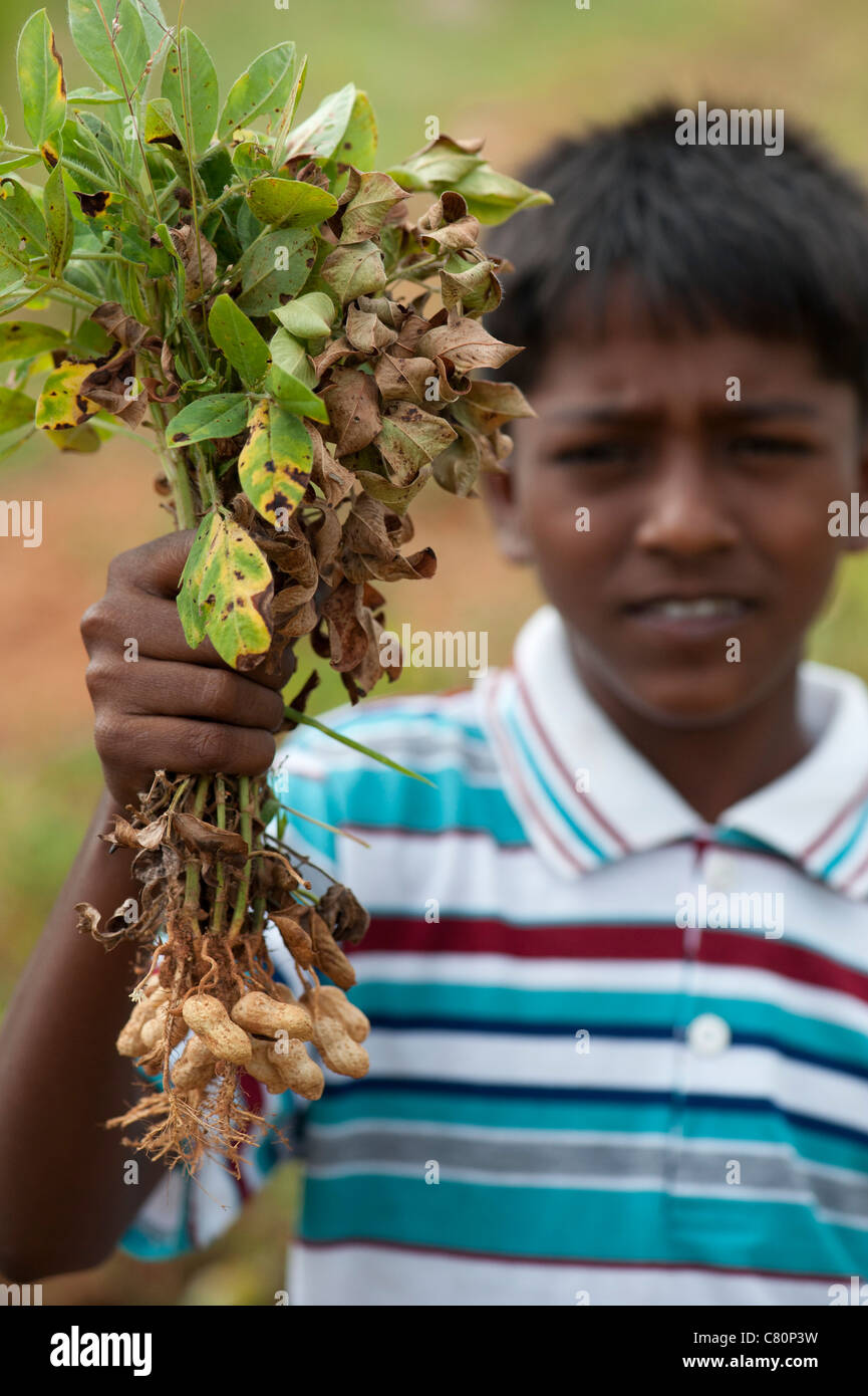 Indian boy holding harvested peanut plants. Andhra Pradesh, India Stock