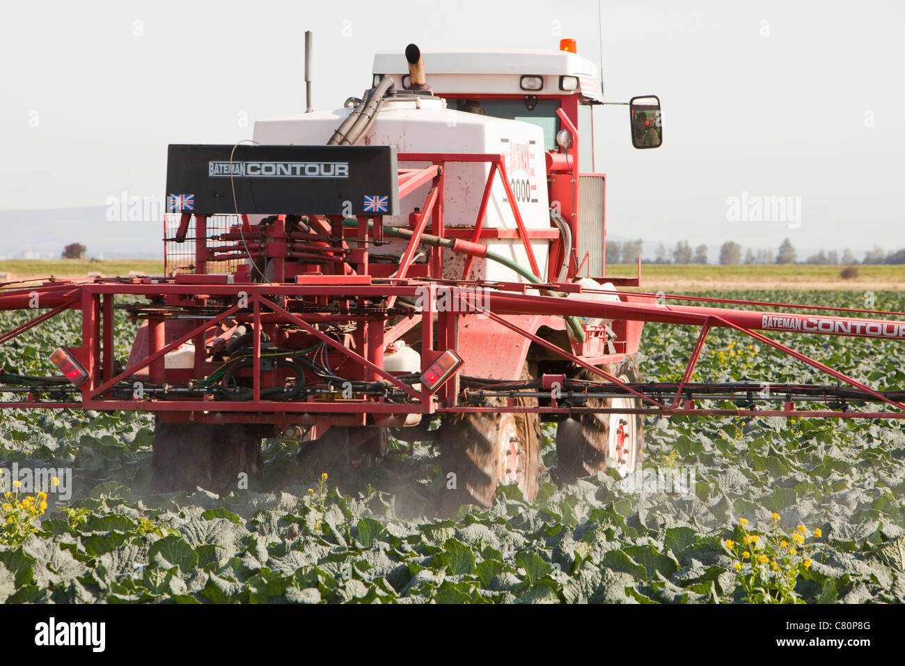 A farmer spraying his cabbages with Pesticide, Banks, Southport, UK. Stock Photo