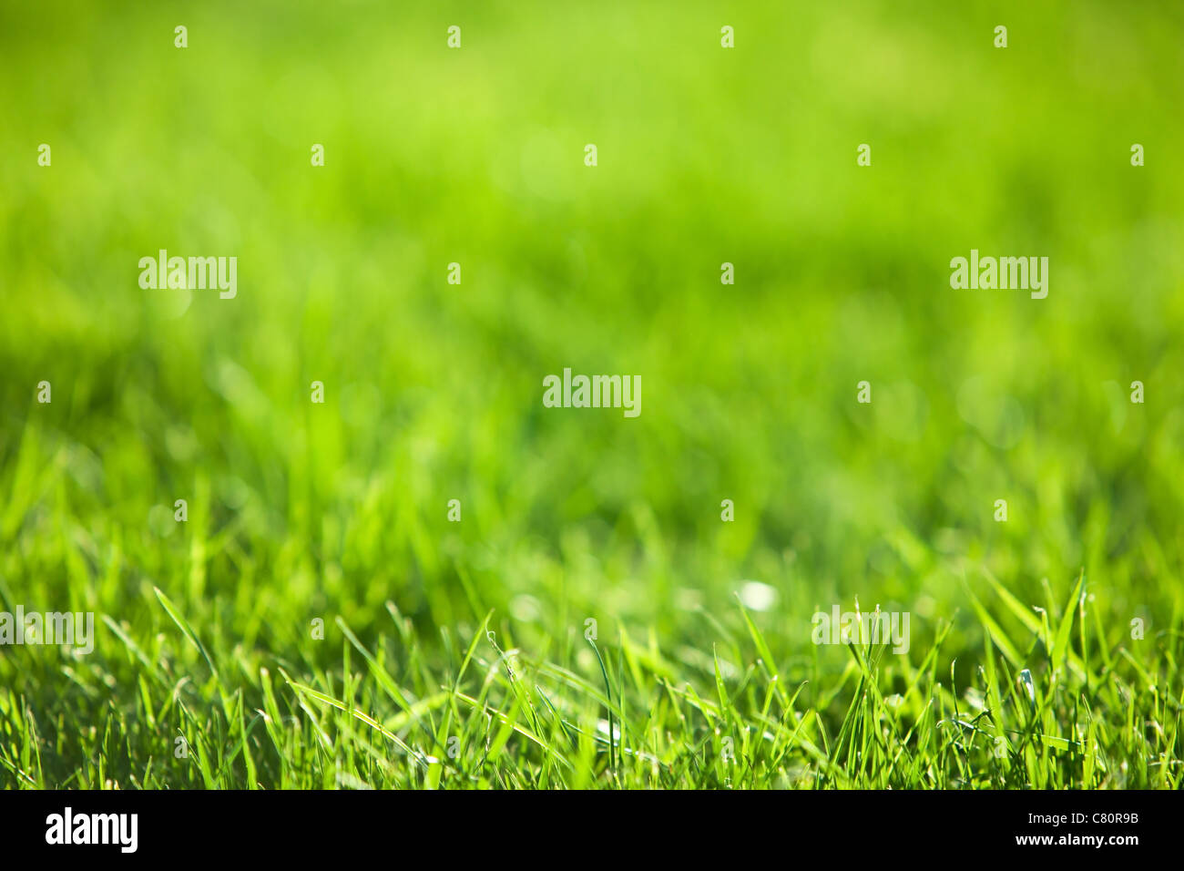 Nature background: green luscious grass Stock Photo - Alamy