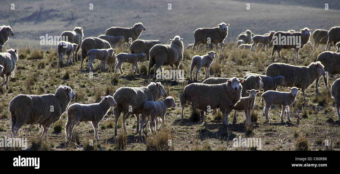 Lambs in the field Panoramic landscape pastoral scene, flock of sheep  young lambs in spring time. Backlit from afternoon sun Stock Photo