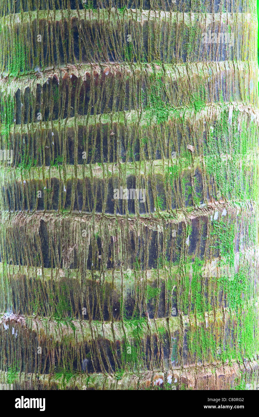 detail palm tree trunk Stock Photo