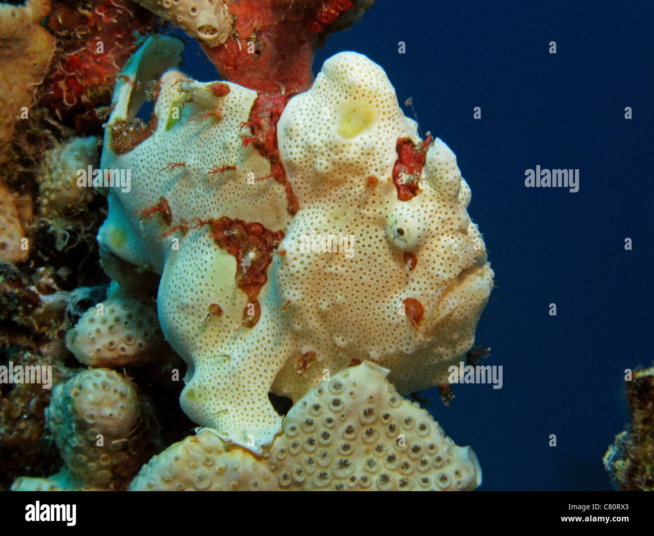 Painted Frogfish - Antennarius pictus Stock Photo