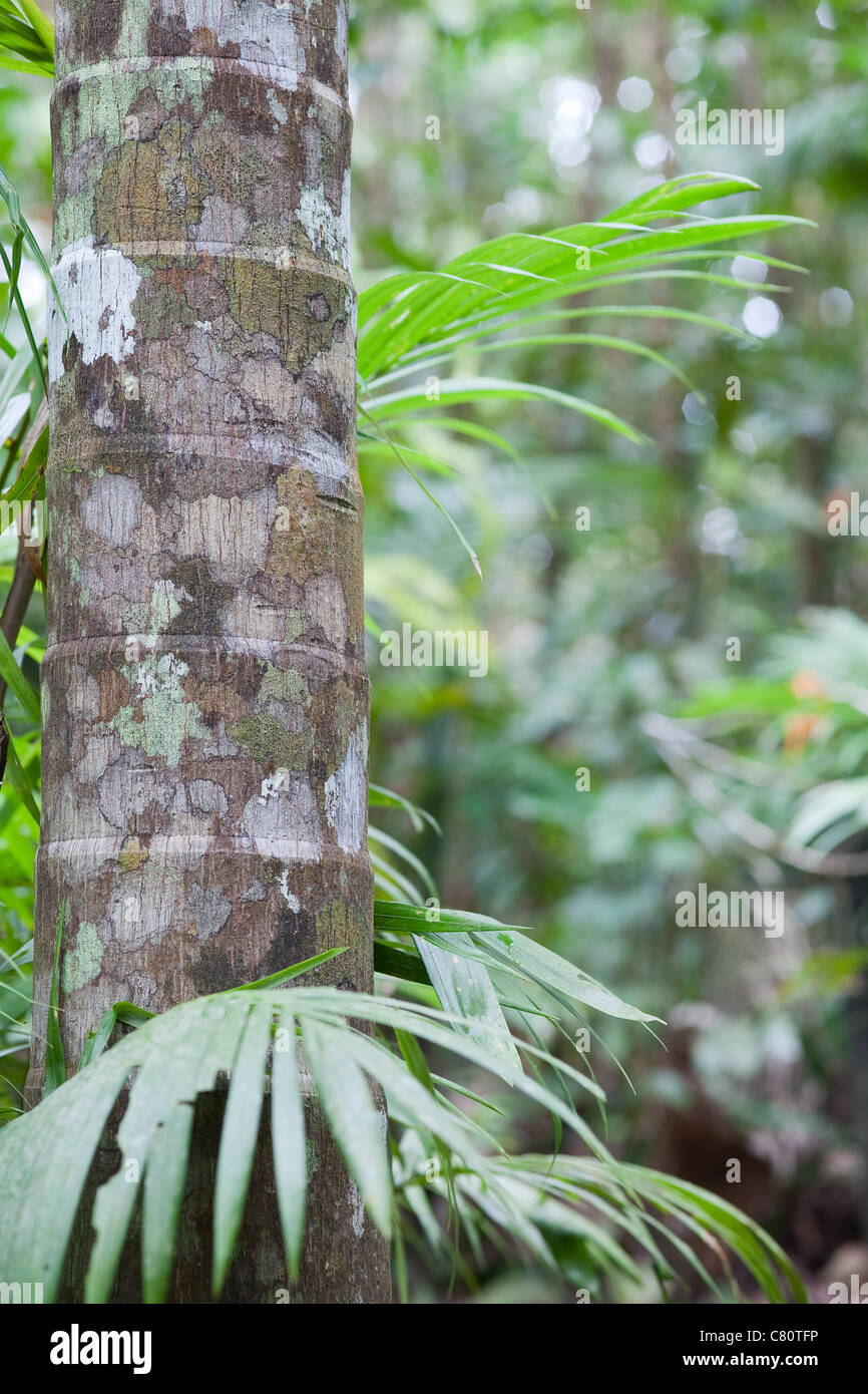rain forest background with copy space jungle palm tree detail with vibrant green leaf pristine tropical wilderness Stock Photo