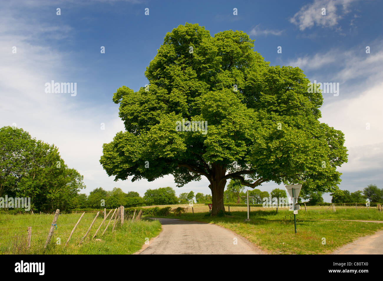 Big beautiful chestnut tree in agriculture landscape Stock Photo