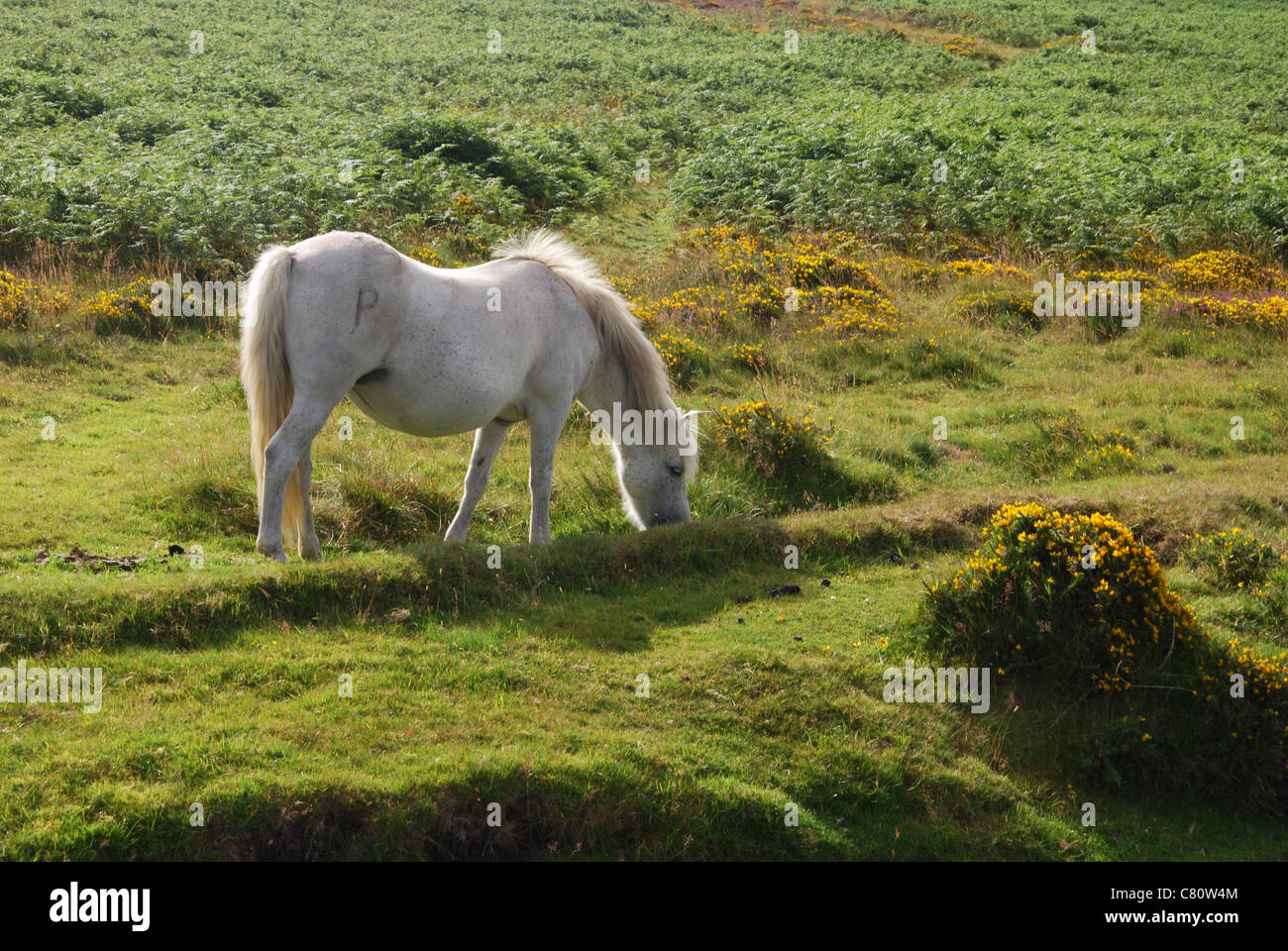 Dartmoor pony along B3212 towards Postbridge, Devon UK Stock Photo