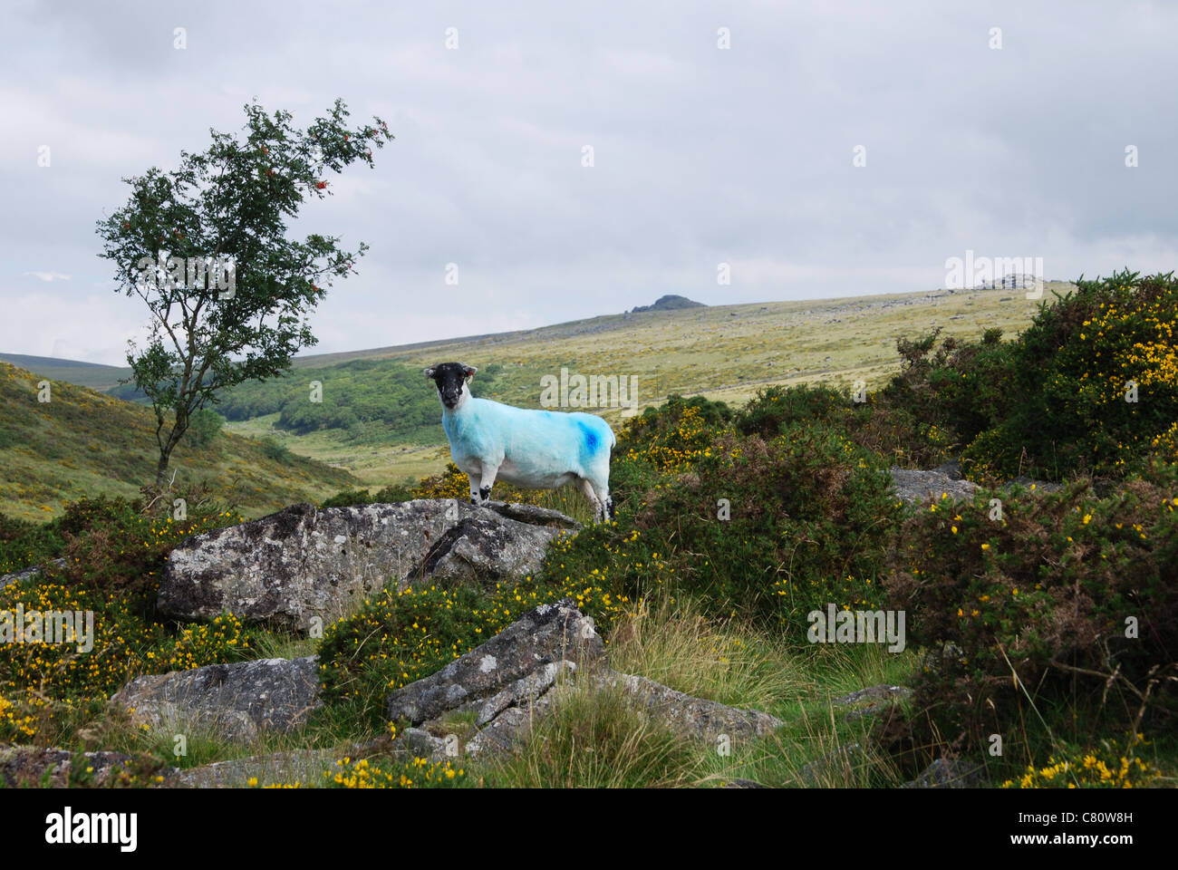 a single Dartmoor sheep near Wistman's Wood, Longaford Tor and Higher White Tor, Devon UK Stock Photo