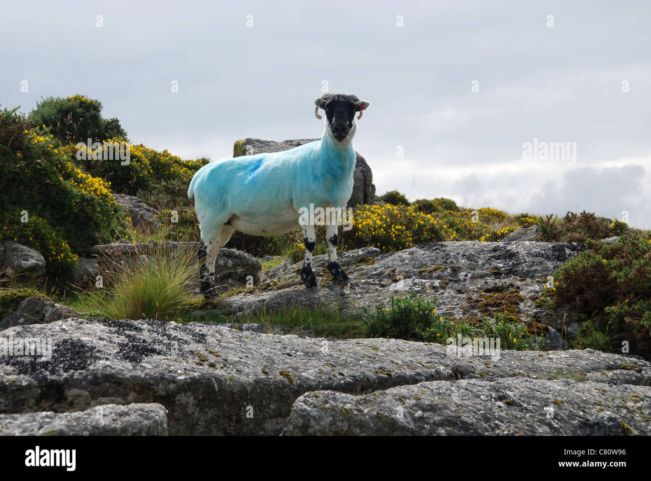 a single Dartmoor sheep near Two Bridges, Devon UK Stock Photo