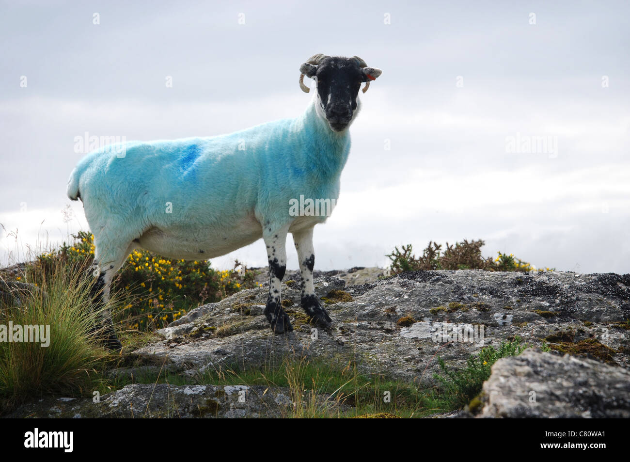 a single Dartmoor sheep near Two Bridges, Devon UK Stock Photo