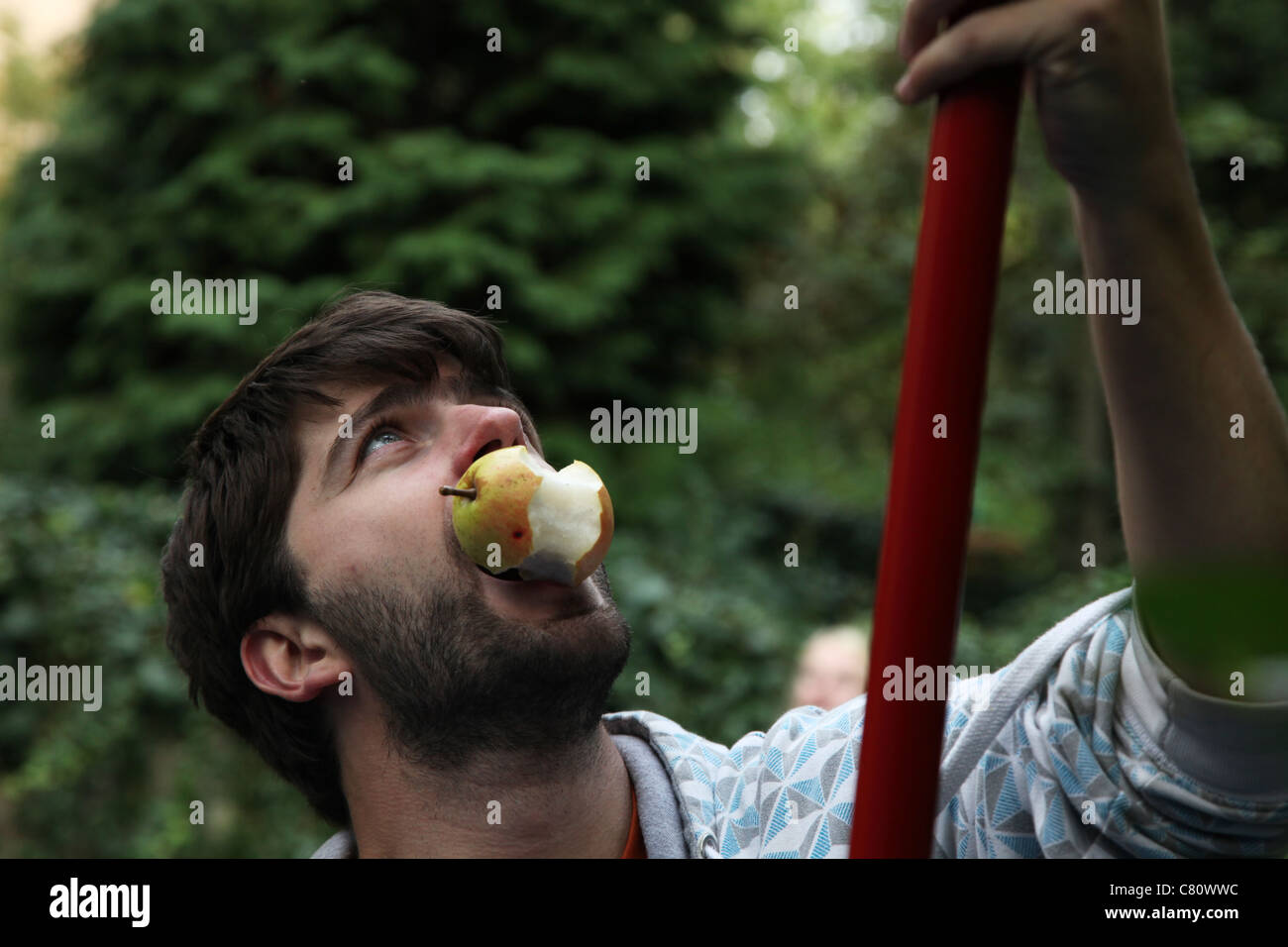 A man harvesting fruit with an apple picker Stock Photo