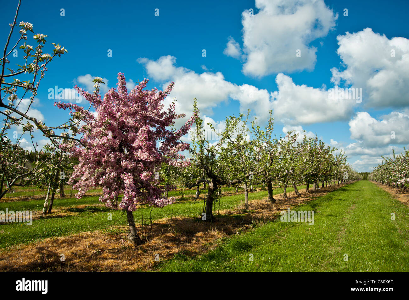 Pink crab apple blossoms stands out in a line of eating apple trees in