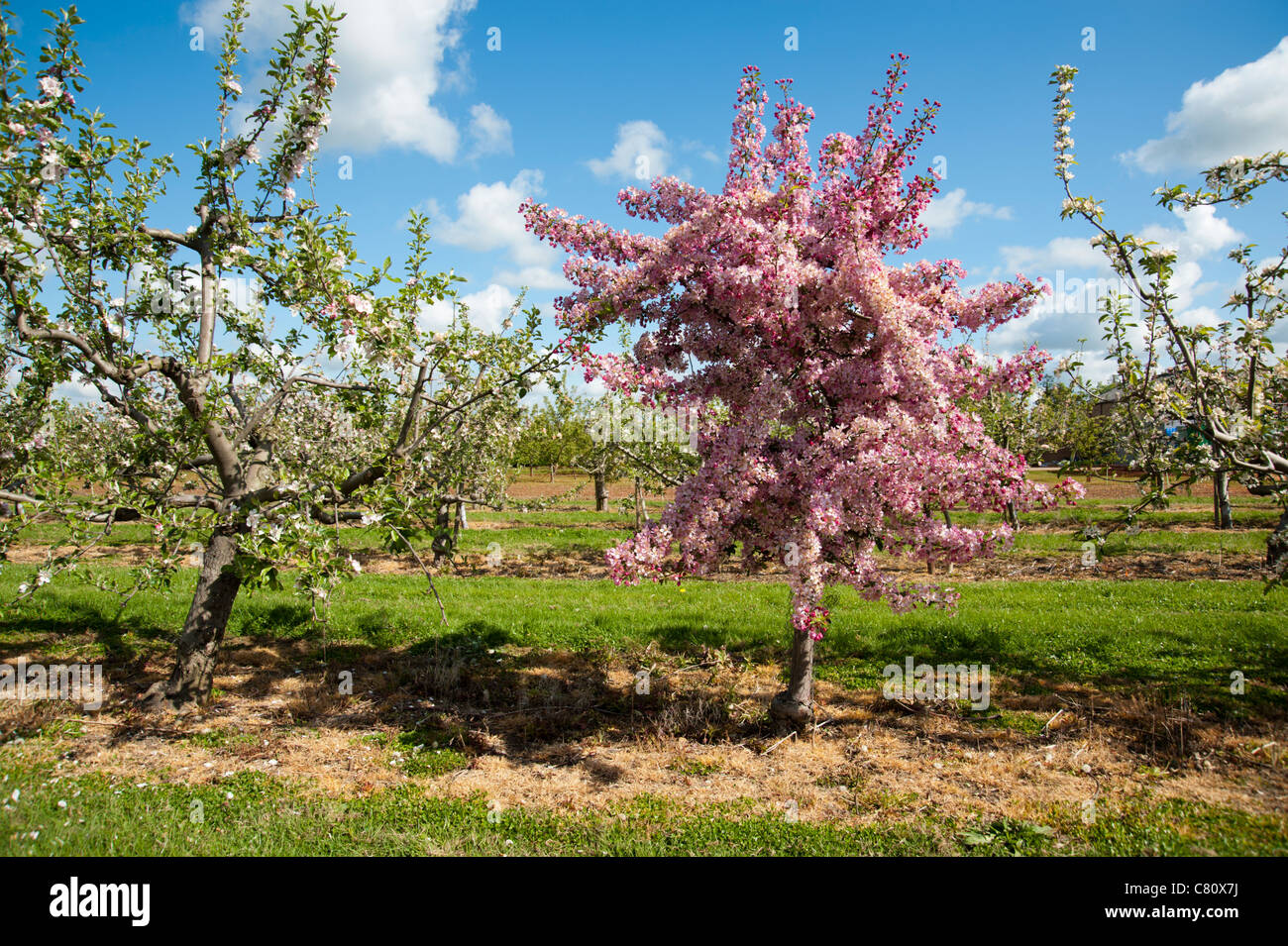 English orchard spring hi-res stock photography and images - Alamy