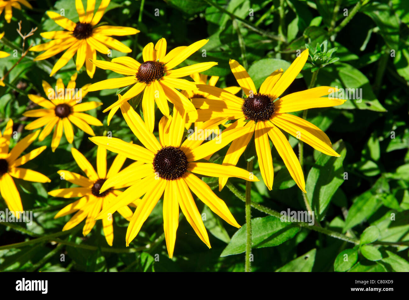 Closeup of 'Rudbeckia Goldsturm' daisy like flowers. Stock Photo